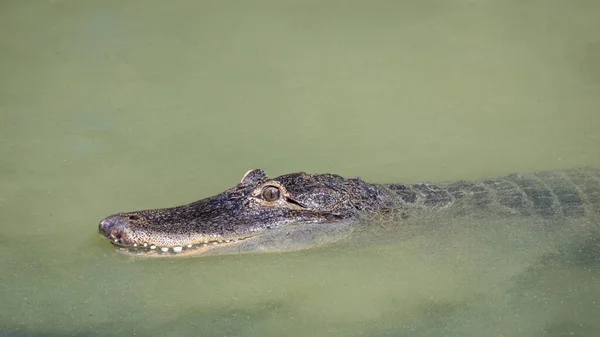 Alligator Américain Alligator Mississippiensis Dans Une Eau Sale — Photo