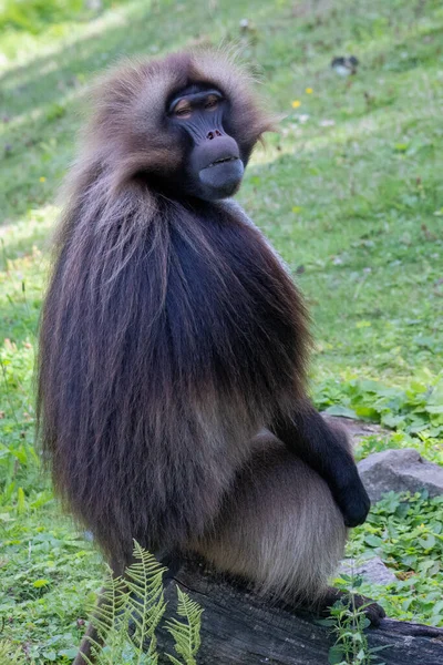 Gelada Theropithecus Gelada Samec Také Známý Jako Krvácející Srdce Opice — Stock fotografie