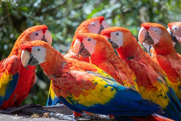 Guacamayo Escarlata Ara Macao Grupo Loros Centroamericanos Sudamericanos —  Fotos de Stock