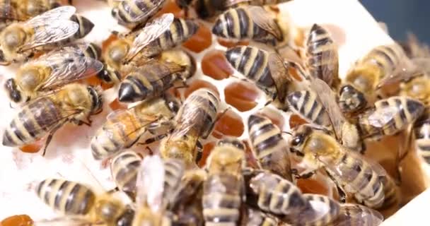 Viele Honigbienen fliegen auf Waben 4k Film — Stockvideo