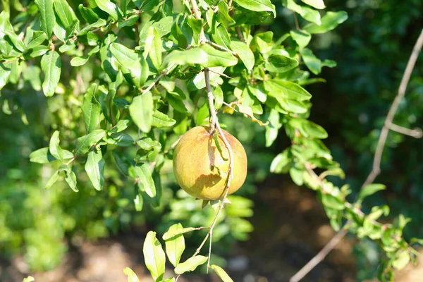 Zelené granátové jablko rostoucí na stromě v tropické zemi detailní up — Stock fotografie