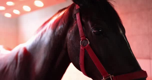 Caballo negro parado bajo luz infrarroja en estable 4k moviev — Vídeos de Stock