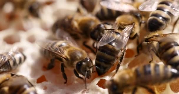 Muchas abejas en peines de miel película 4k — Vídeo de stock