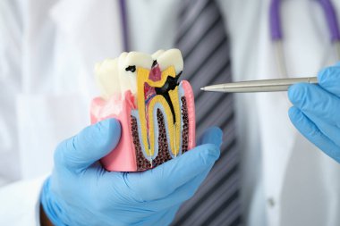 Doktor dişçi yapay plastik diş kapağı üzerinde dolma kalem gösteriyor.