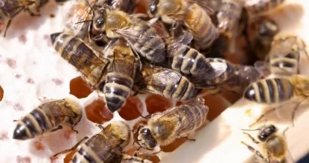 Zwerm honingbijen vliegen in de buurt van honingraat 4k film — Stockvideo