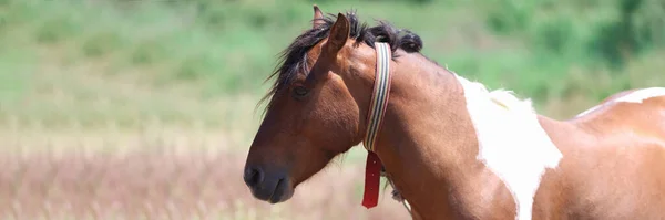 Divoký plešatý kůň stojí na zelené pastvině — Stock fotografie