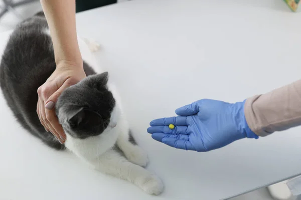 Veterinário em luvas de borracha dando pílula de gato em closeup clínica — Fotografia de Stock