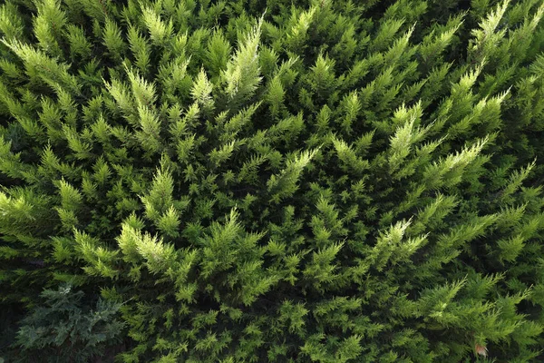 Nahaufnahme der grünen Zweige des immergrünen Thuja Hintergrund — Stockfoto