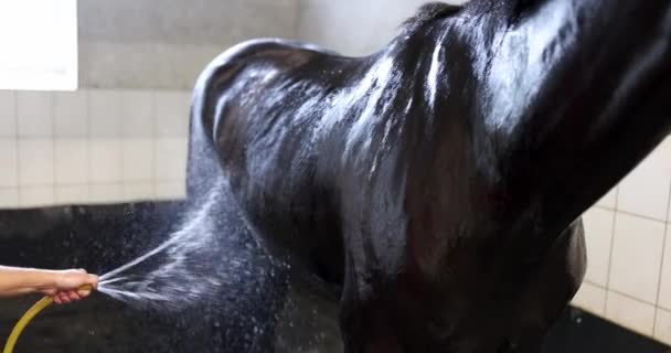 Man washing his horse with water from hose in stable 4k movie — Stock Video