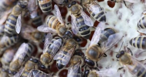 Abeille essaim sur nid d'abeille film 4k. Abeilles reproductrices à la maison au ralenti — Video