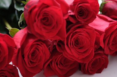 Kırmızı gül tomurcukları, güzel taze çiçekler.