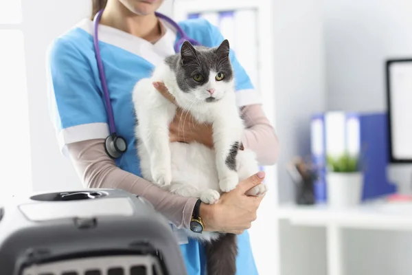 Close-up de mãos veterinárias segurando gato bonito — Fotografia de Stock