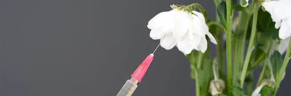 医生将药物注射到干白菊花的特写中 — 图库照片