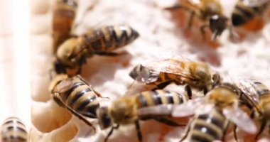 Arılar nektarı bal peteğine çevirir. Yavaş çekim 4k film.