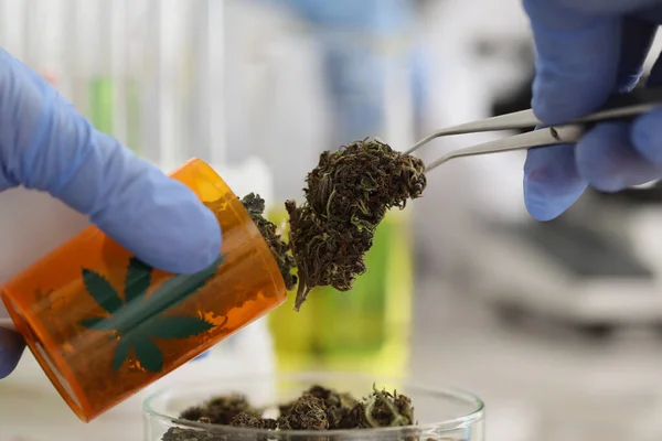 Laboratoriearbetare i handskar lade torkad marijuana i glasbehållare med pincett — Stockfoto