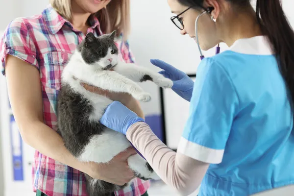 Proprietário feminino segurar gato em mãos e veterinária mulher examinar animal de estimação doméstico — Fotografia de Stock
