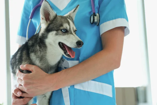 Veterinaria femenina con cachorro husky en cita veterinaria en la clínica —  Fotos de Stock