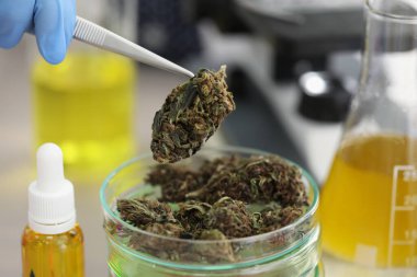 Laboratuvar testi için üzerinde esrar tomurcukları olan cam tutacağı.