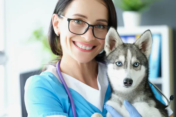 친절 한 수의사가 아름다운 허스키 강아지를 손에 들고 다닌다 — 스톡 사진
