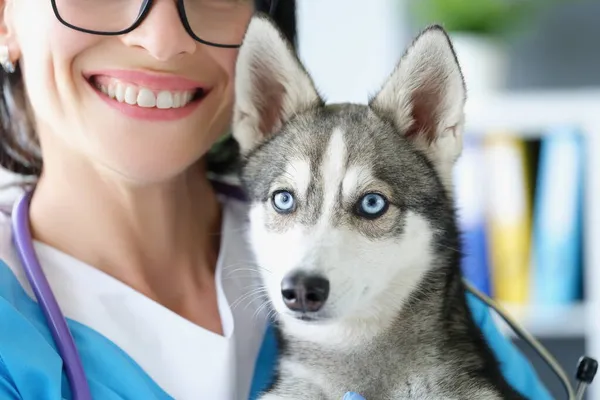 Alegre veterinario hembra y lindo cachorro husky en las manos —  Fotos de Stock