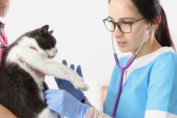 Mulher veterinária examinar animal de estimação doméstico com ferramenta de estetoscópio ouvir batimento cardíaco — Fotografia de Stock