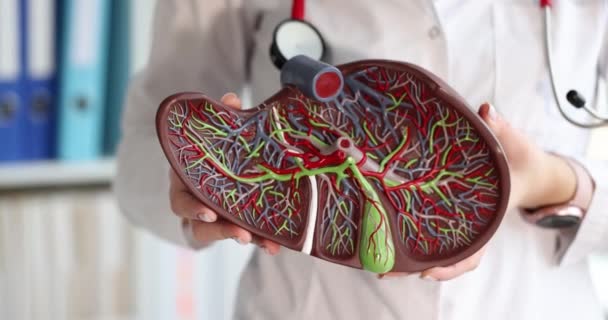 Doctor in white coat holds mock liver slow motion 4k movie — Stock Video