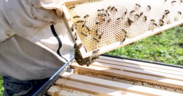 Beekeeper holding honeycomb with bees closeup 4k movie slow motion — Stock Video