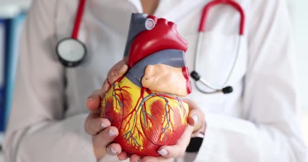 Doctor cardiologist holding artificial model of heart closeup 4k movie slow motion — Stock Video