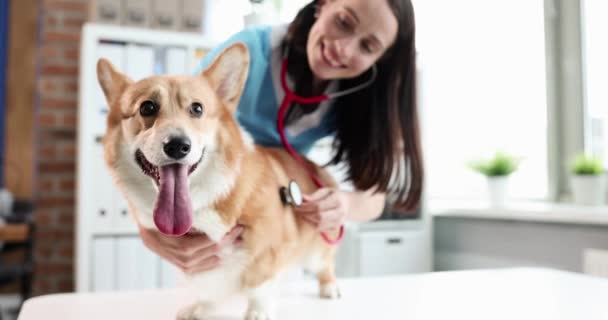 Vrouwelijke dierenarts arts luistert met stethoscoop naar longen van de hond — Stockvideo