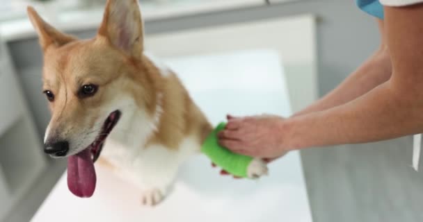 Veterinario médico vendajes llaga pata de perro cámara lenta 4k película — Vídeos de Stock