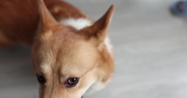 Perro corgi de pura raza paseando por el piso de la casa — Vídeos de Stock