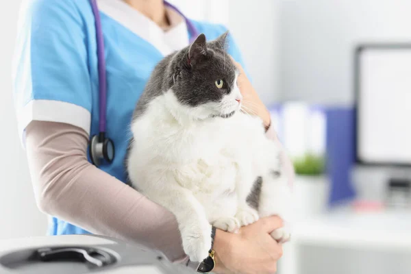 Veterinário segurar gato, fêmea cuidar de animais de estimação, médico veterinário profissional — Fotografia de Stock