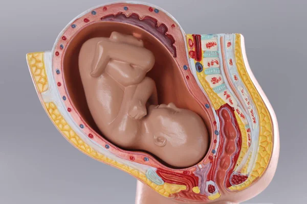 Closeup of artificial mock uterus with fetus on gray background — Stock Photo, Image