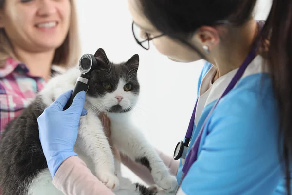 Médico veterinario mujer revisando gatos oreja con equipo especial — Foto de Stock