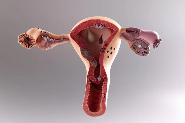 Model of the female reproductive system on gray background — Stock Photo, Image