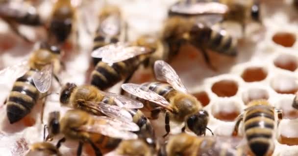 Bienenfamilie auf Waben Zeitlupe 4k-Film — Stockvideo