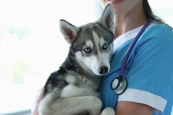 Veterinário está segurando pequeno cão em braços closeup — Fotografia de Stock