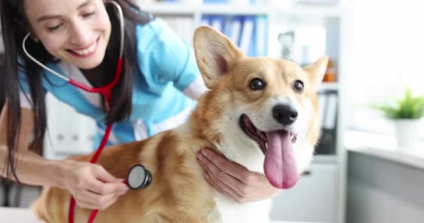 Mujer veterinario escuchando con estetoscopio a perro en clínica película 4k — Vídeos de Stock