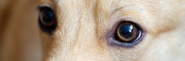 Kahverengi gözlere yakın hasta köpek dölü
