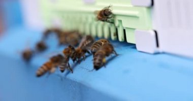 Arı kovan içinde nektar topluyor. 4K film.