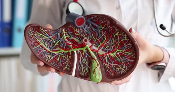 医生正在举行一个模拟人体肝脏慢动作的4k电影 — 图库视频影像
