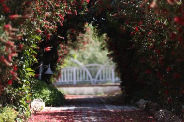 Sokak arkaplanındaki kırmızı çiçek kemeri