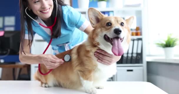 Sonriente veterinario femenino escucha con estetoscopio a perro en clínica veterinaria — Vídeos de Stock