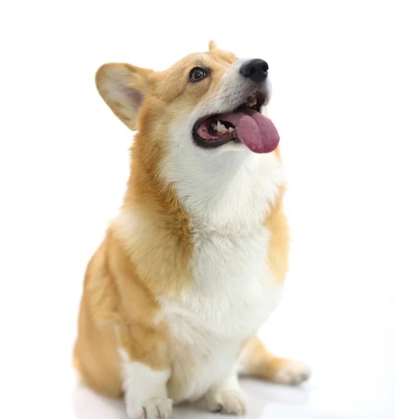 Köpek corgi cinsi beyaz bir arka planda görünüyor. — Stok fotoğraf