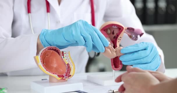 Médico ginecólogo mostrando paciente proceso de fertilización en modelo artificial de útero y embrión primer plano 4k película cámara lenta — Vídeos de Stock