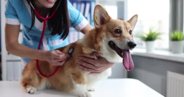 Bayan veteriner veteriner veteriner kliniğinde köpek steteskopu dinliyor. — Stok video