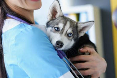 Dişi bir veteriner kucağında şirin bir köpek yavrusu tutuyor.