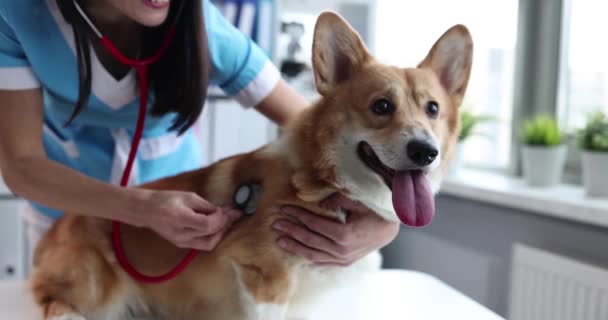 Hands of veterinarian examining dog in hospital — Stockvideo