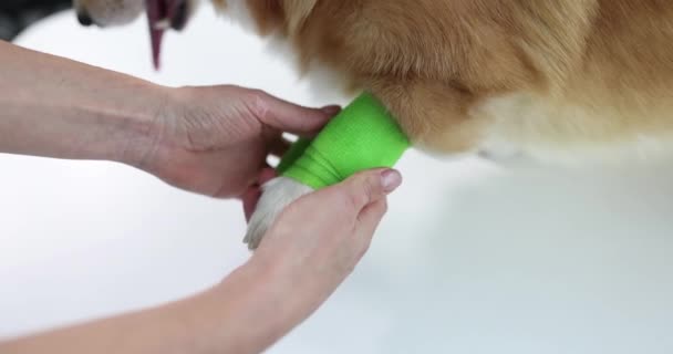 Doctor veterinarian bandaging sore paw of dog in clinic closeup 4k movie slow motion — Stockvideo