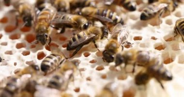 Beekeeper producing bee honeycomb and honey from yellow honey
